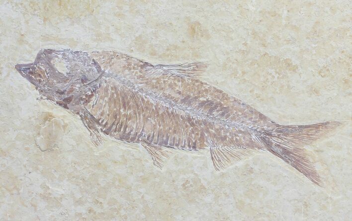 Detailed, Knightia Fossil Fish - Wyoming #57154